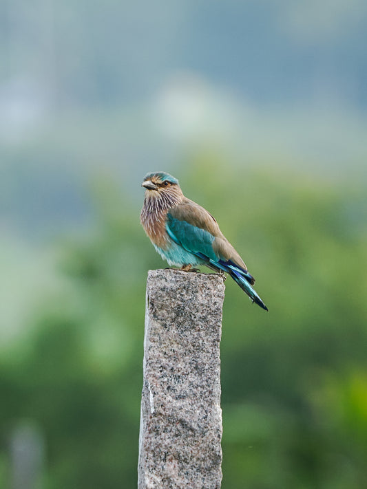 Indian Roller - Jewel of the Sky