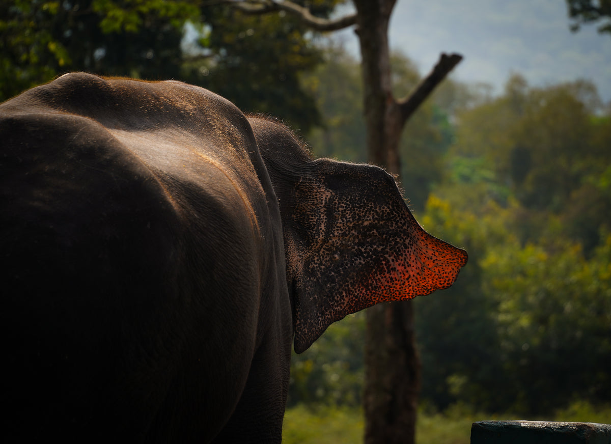 An elephant with a sunlit ear against a forest background.